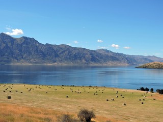 Hay rolls at Lake Hawea, New Zealand