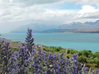 Purple flowers at turquoise Lake Pukaki, New Zealand