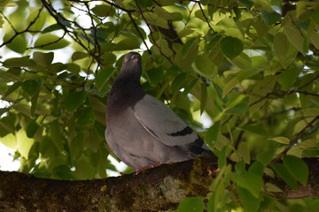 公園の鳩