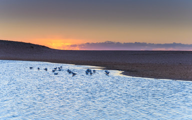 Sunrise over the Lagoon with Seagulls