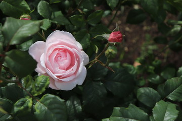rose-9