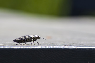 жук сидящий на столе , зеленый фон