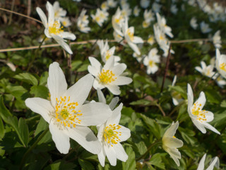 Anemone nemorosa