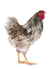 blue-laced Wyandotte chicken in studio