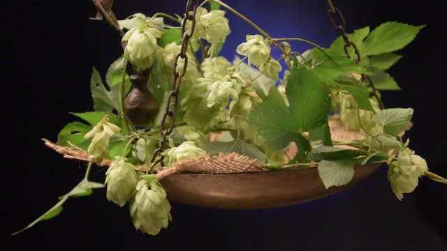 Humulus lupulus Գայլուկ սովորական Echter Hopfen Luppolo Piwo ホップ L&uacute;pulo Bi&egrave;re Houblon Chmiel zwyczajny video Hmelj K&ouml;z&ouml;ns&eacute;ges koml&oacute; Bier Хмель Birra обыкновенный Pivo Navadni Cerveza hmelj Beer 