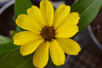Macro shot of a beautiful blossomed Zinnia flower in a home garden in South Jordan, Utah.