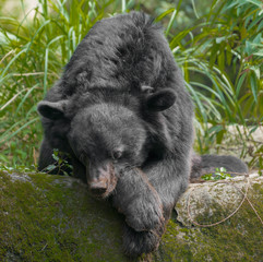 Asian moon black bear Ursus thibetanus
