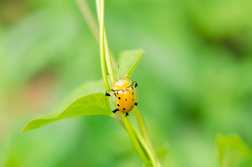 Golden tortoise beetle or Charidotella sexpunctata on green leaves
