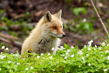 キタキツネとニリンソウ
