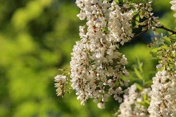 Robinie / Black locust, Robinia pseudoacacia flowers.