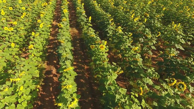 Low flying aerial view of a field of flowering sunflowers, South Africa