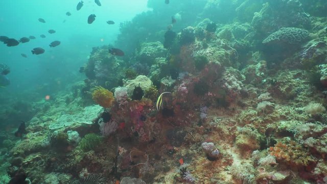 Fish and coral reef at diving. Wonderful and beautiful underwater world with corals and tropical fish. Hard and soft corals. Philippines, Mindoro. Diving and snorkeling in the tropical sea.