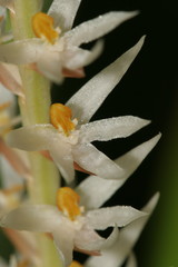 Dendrochilum glumaceum