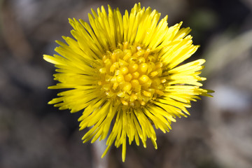 Tussilago farfara Close up