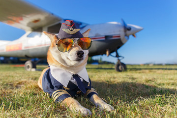 Funny photo of the Akita inu dog