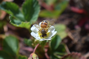 The honey bee pollinates the flowers of the strawberry which blossoms in large spring flower in Cottage Garden in South Jordan, Utah.