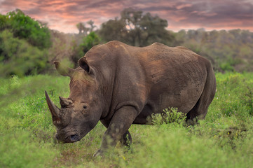 Magic rhino