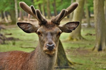 deer young with horns in the forest