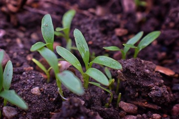 Macro shot of young sprouts on a bed of cilantro close up in a garden in South Jordan, Utah.