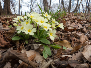 Primula vulgaris