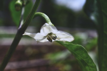 White bell pepper flower with green leaves macro close up shot showing detail of stamen and pistil in organic garden in South Jordan, Utah.