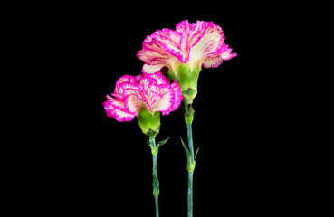 Carnations on black.beautiful pink carnation flower isolated on black background
