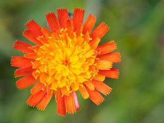 橙色の花