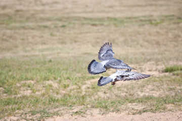 Fototapeta premium Gołębie pocztowe w locie