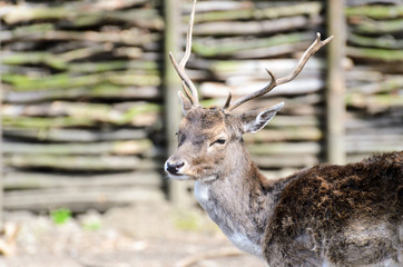 Milu (Elaphurus davidianus). Young deer with antlers, portrait photo with a blurred background. In the background a fence from a felled tree.