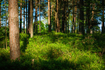 Fototapeta premium pine tree forest on a sunny day, Latvia, Baltics