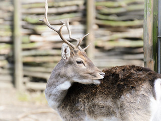 Fototapeta premium Milu (Elaphurus davidianus). Young deer with antlers, portrait photo with a blurred background. In the background a fence from a felled tree.