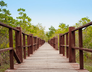 Fototapeta na wymiar wooden walkway in forest,wooden walkway with blue sky