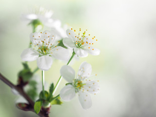 Apple blossom. White flowers, stamens with pollen. Macro