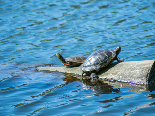 Obraz premium turtles