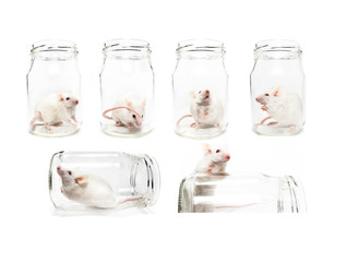 Set of six funny photos of laboratory white mouse in a jar isolated