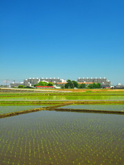 初夏の田圃風景