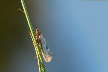 Köcherfliege (Trichoptera)