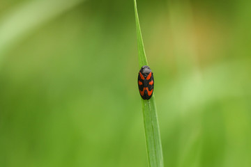 Gemeine Blutzikade (Cercopis vulnerat)