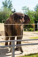 Fototapeta na wymiar An elephant in the zoo, in captivity close-up.