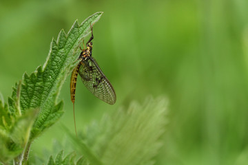 Eintagsfliege (Ephemeroptera)
