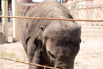 An elephant in the zoo, in captivity close-up.
