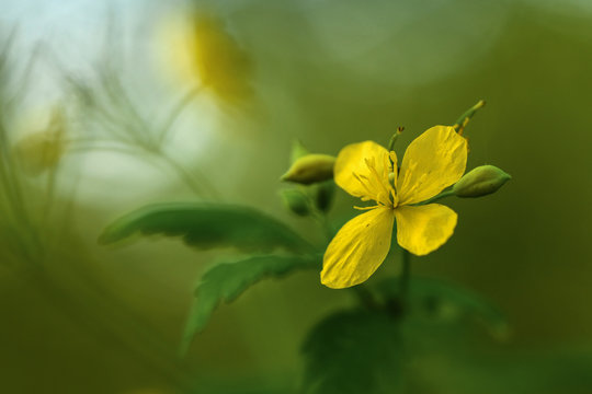 Sch&ouml;llkraut (Chelidonium majus)