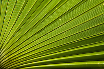 Immagine del modo vegetale