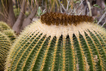 Immagine del modo vegetale: pianta grassa