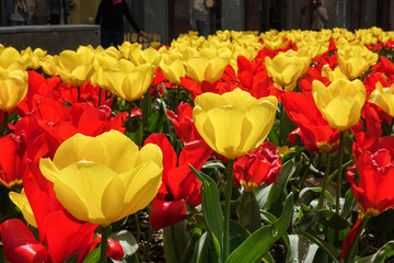colourful blossom tulip
