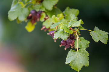 A branch with leaves and black currant berries. Shallow depth of field