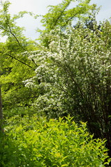 Bushes of blossoming jasmine in the botanical garden, various plants in the park, many flowering jasmine branches against the sky, blank for the designer, botanical garden, card for the holiday