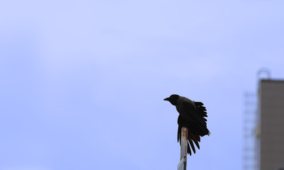 Someone from residents of of the city are severely disturbed graycrow, sitting on the support of the road sign...