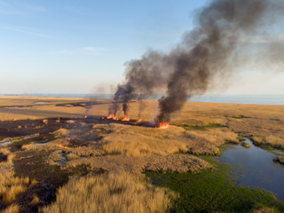 Burning fields of canes on the coastline of the sea. Bird's eye view