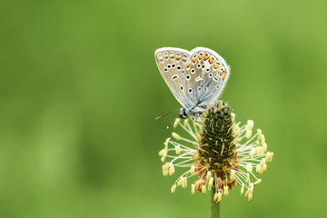 Hauhechel-Bläuling (Polyommatus icarus)